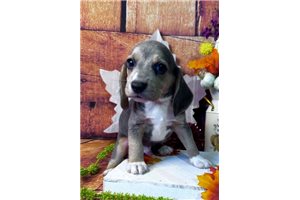 Prince - Beagle for sale