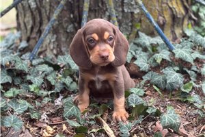 Toby - Beagle for sale