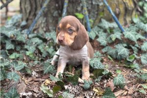 Rose - puppy for sale