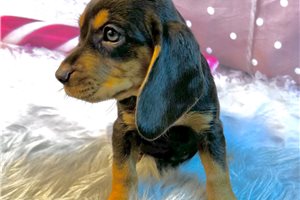Annie - Beagle for sale