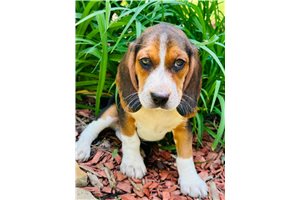 Chase - Beagle for sale