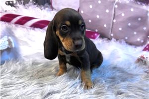 Callie - Beagle for sale