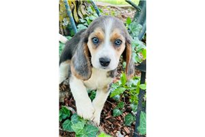Darling - Beagle for sale