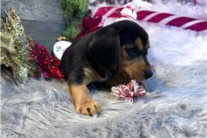 Jake - Beagle for sale