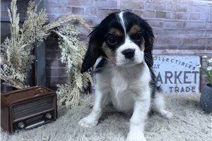 Moses - Cavalier King Charles Spaniel for sale