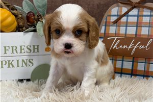 Mike - Cavalier King Charles Spaniel for sale