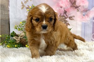 Samara - Cavalier King Charles Spaniel for sale