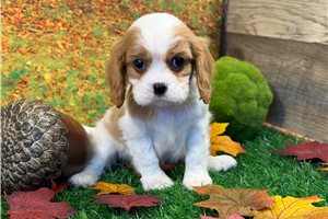 Mike - Cavalier King Charles Spaniel for sale