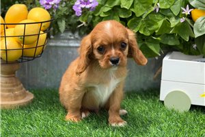 Chase - Cavalier King Charles Spaniel for sale