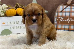 Toby - puppy for sale