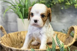Aces - puppy for sale