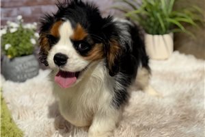 Spencer - Cavalier King Charles Spaniel for sale