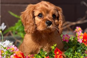 Shepherd - Cavalier King Charles Spaniel for sale