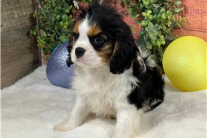 Spencer - Cavalier King Charles Spaniel for sale
