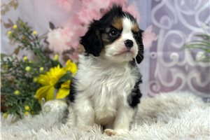 Spencer - puppy for sale