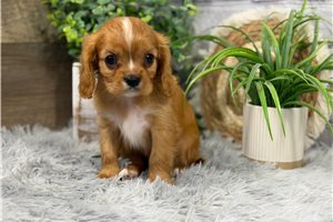 Chase - Cavalier King Charles Spaniel for sale