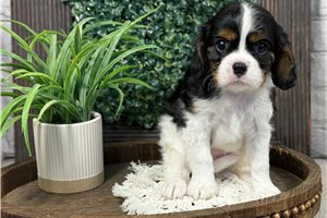 Betty - Cavalier King Charles Spaniel for sale