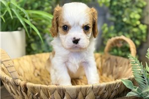 Leon - puppy for sale