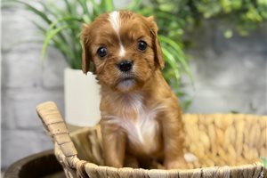 Chase - puppy for sale