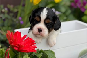 Betty - Cavalier King Charles Spaniel for sale