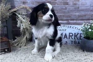 Barry - Cavalier King Charles Spaniel for sale