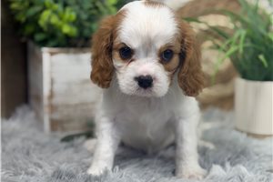 Aces - Cavalier King Charles Spaniel for sale
