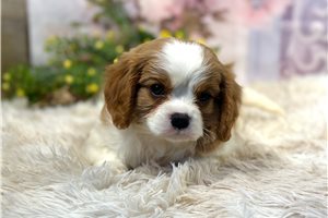 Sonny - Cavalier King Charles Spaniel for sale