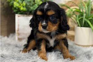 Roxie - Cavalier King Charles Spaniel for sale