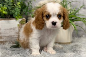 Leon - Cavalier King Charles Spaniel for sale