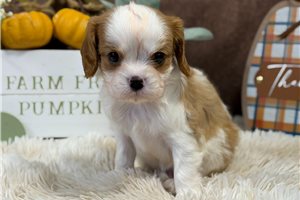 Jacob - puppy for sale