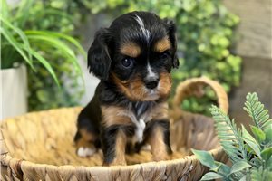 Roxie - Cavalier King Charles Spaniel for sale