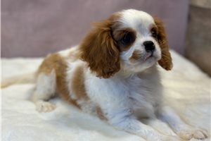 Hannah - puppy for sale