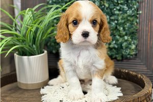 Nathan - Cavalier King Charles Spaniel for sale