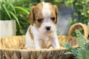 Tulip - puppy for sale