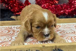 Sevyn - puppy for sale