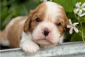 Nathan - puppy for sale