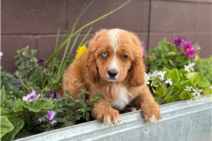 Grady - Cavapoo for sale