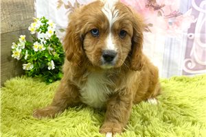 Grady - Cavapoo for sale