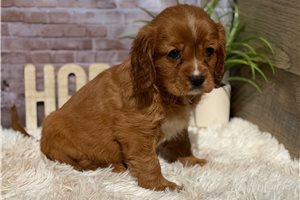 Giselle - Cavapoo for sale