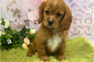 Giselle - Cavapoo for sale