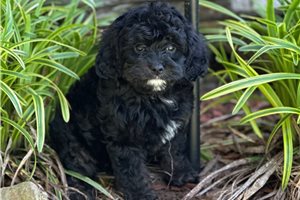 Haven - Cavapoo for sale