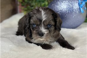 Gunner - Cavapoo for sale