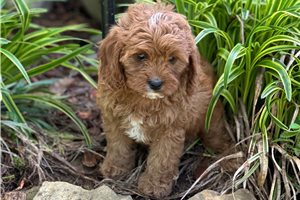 Harlow - puppy for sale