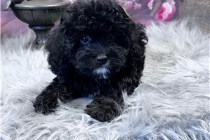 Haven - Cavapoo for sale