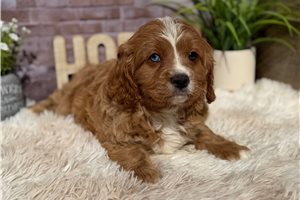 Grady - Cavapoo for sale