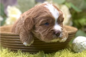 Grady - Cavapoo for sale