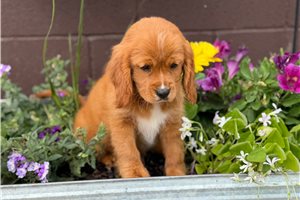 Giselle - Cavapoo for sale