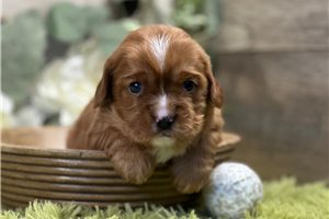 Giselle - Cavapoo for sale