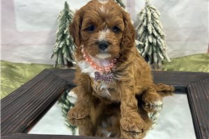 Nova - Cavapoo for sale