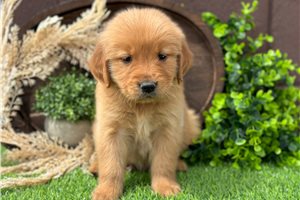 Tyson - puppy for sale